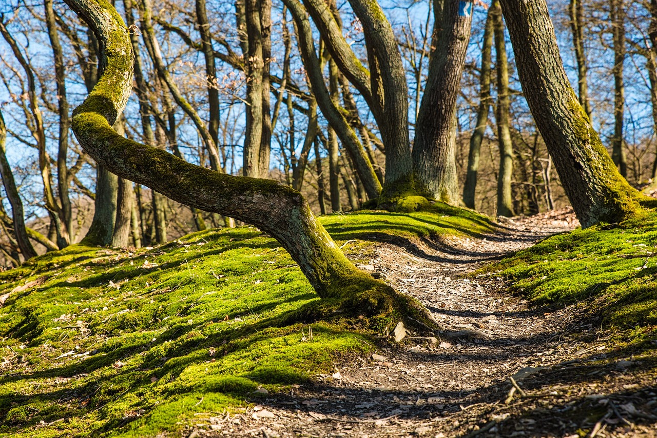 How to Keep Your Pet Safe While Hiking